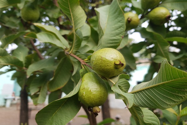 Enfermedades que se pueden prevenir con las hojas de guayaba