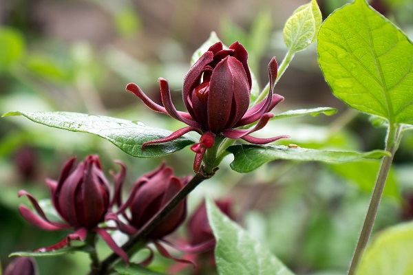 Flor de Jamaica para fortalecer el sistema inmune