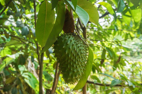 guanábana para prevenir el cáncer